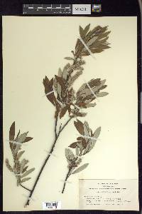 Salix jepsonii image