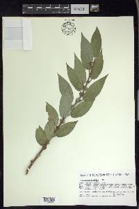 Salix myricoides image