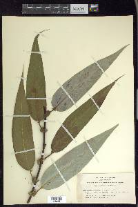 Salix lucida subsp. lasiandra image