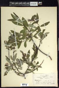 Salix lemmonii image