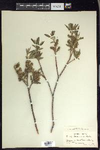 Salix lemmonii image