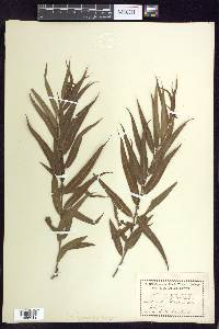 Salix nigra var. falcata image