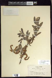 Salix melanopsis image