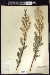 Salix myricoides image