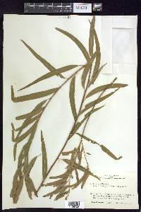 Salix nigra var. lindheimeri image