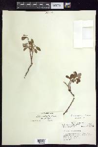 Salix ovalifolia image