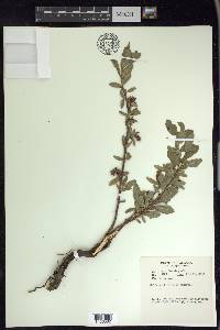 Salix myrtillifolia image