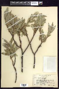 Salix orestera image