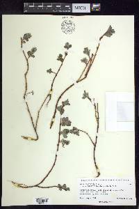 Salix ovalifolia var. cyclophylla image