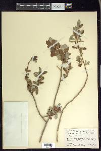 Salix lutea image