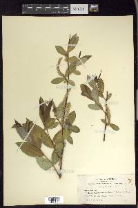 Salix laevigata image