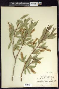 Salix lasiandra image