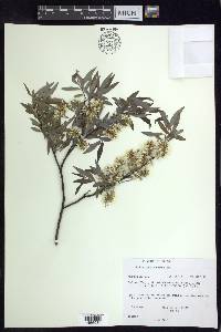 Salix petiolaris image