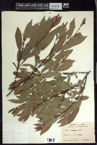 Salix monochroma image