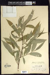 Salix lasiandra image