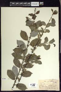 Salix myrsinifolia image