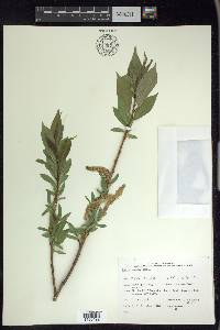 Salix lucida image