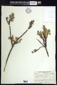 Salix myrtillifolia image