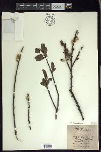 Salix lasiolepis image