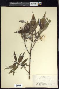 Salix lasiandra image