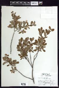 Salix pedicellaris var. hypoglauca image