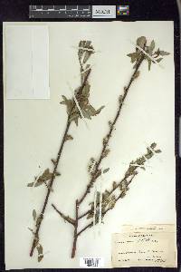 Salix monticola image