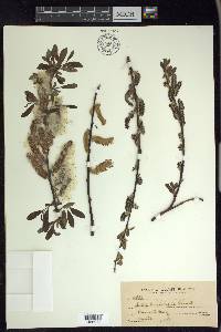 Salix lasiolepis image