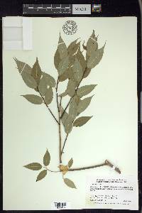 Salix lucida image