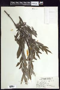 Salix petiolaris image