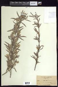 Salix sessilifolia image