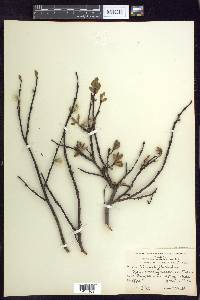 Salix planifolia image