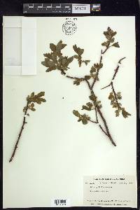 Salix pyrifolia image