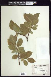 Salix tweedyi image