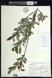 Salix planifolia image