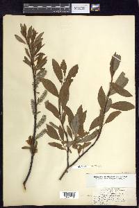 Salix planifolia image