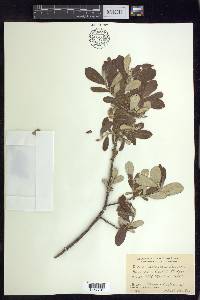 Salix sitchensis image