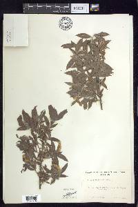 Salix sessilifolia image