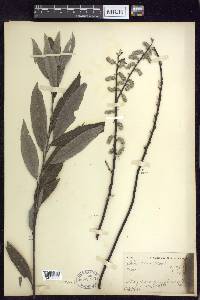 Salix sericea image