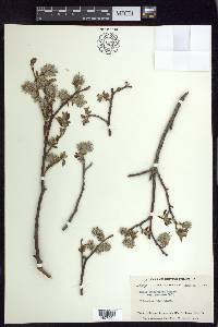 Salix scouleriana image