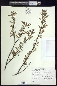 Salix petiolaris image