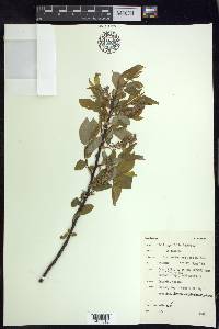 Salix pyrifolia image