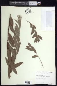 Salix sessilifolia image