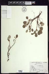 Salix reticulata image