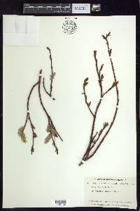 Salix planifolia image