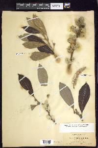 Salix scouleriana image