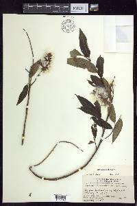 Salix serissima image