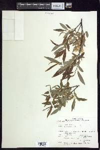 Salix petiolaris image