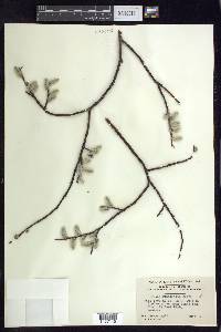 Salix planifolia image