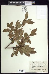 Salix pseudomonticola image