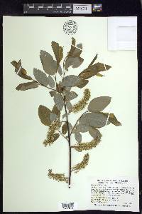 Salix pyrifolia image